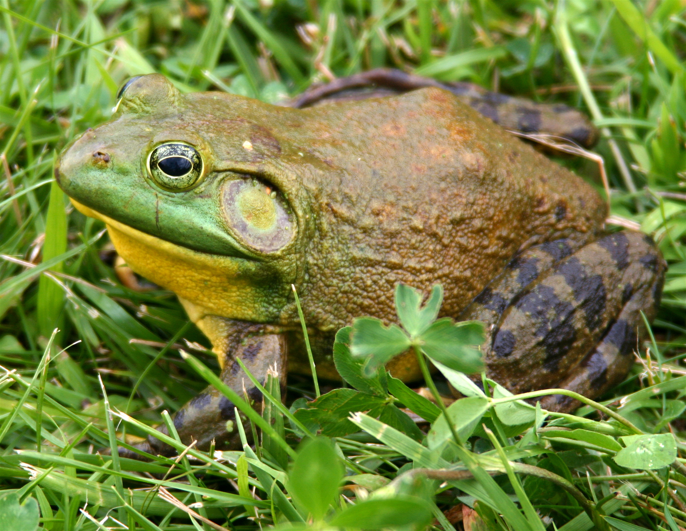 american bullfrog