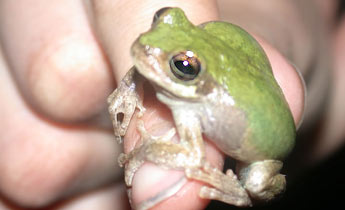 bird voiced treefrog