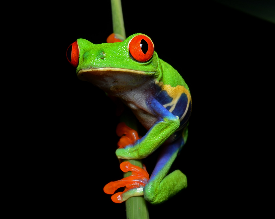 red eye tree frog