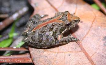 southern cricket frog