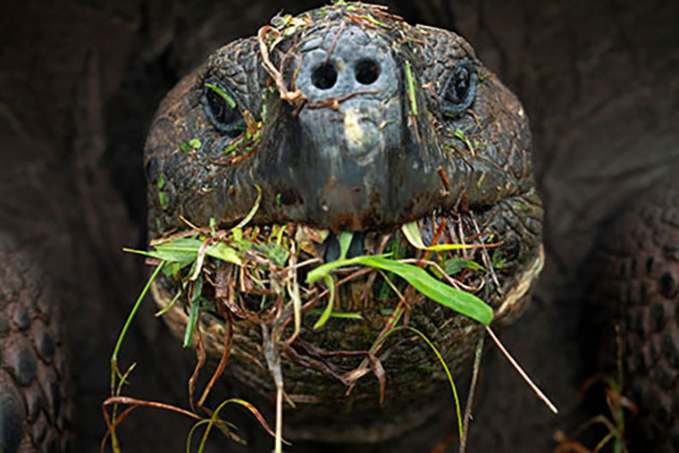 tortise eating vegetation