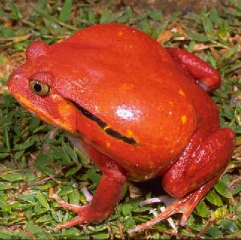 a tomato frog